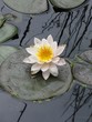 nénuphar