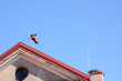 flying stork fly to nest on chimney building roof