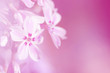 Hintergrund Phlox