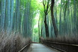 竹林の小道
