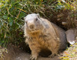 groundhog in front of den