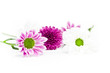 Blüten