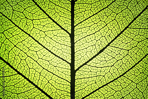 Photo: fresh leaf ribs and veins fresh leaf ribs and veins