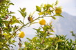 Foto: Limone - Mai 2011 Limone - Mai 2011