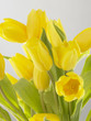 Foto: Close up of yellow tulips. Close up of yellow tulips.