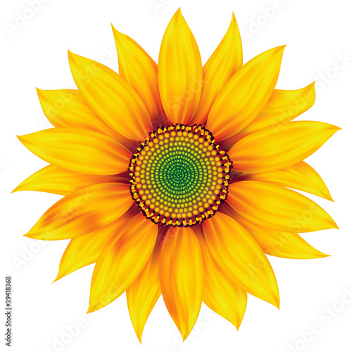 Illustration: Sunflower Sunflower