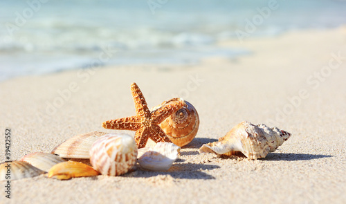 Photo: Starfish on the Beach Starfish on the Beach