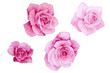 Color illustration of flowers in watercolor paintings