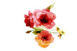 Color illustration of flowers in watercolor paintings