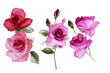 Color illustration of flowers in watercolor paintings
