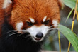 Fire fox or red panda (Ailurus fulgens) in a zoo