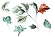 Color illustration of flowers in watercolor paintings