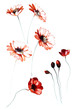 Color illustration of flowers in watercolor paintings