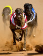 racing greyhounds