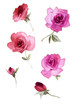 Color illustration of flowers in watercolor paintings