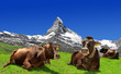 Cow lying in the meadow - Swiss Alps