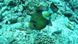 Titan triggerfish on a coral in the Red Sea, Egypt.