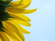 Backside of sunflower