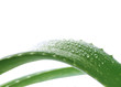 Aloe vera with drops