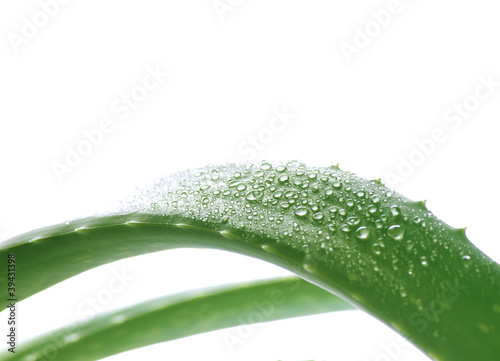 Photo: Aloe vera with drops Aloe vera with drops