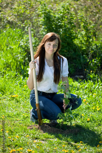 Photo: woman planting raspberry in garden woman planting raspberry in garden