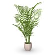 3d render of chrysalidocarpus plant