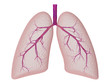 lungs
