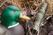 duck decoy with stuffed and calls