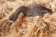 goose decoy with stuffed and calls