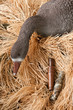goose decoy with stuffed and calls