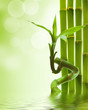 Photo: green bamboo green bamboo