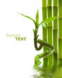 Photo: Bamboo Bamboo