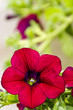 Purple flower