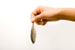 Hand Holding A Sprat
