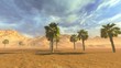 Palm trees on desert
