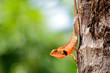Calotes Versicolor