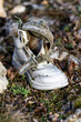 Shoe