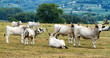 Hungarian bulls Hungarian bulls