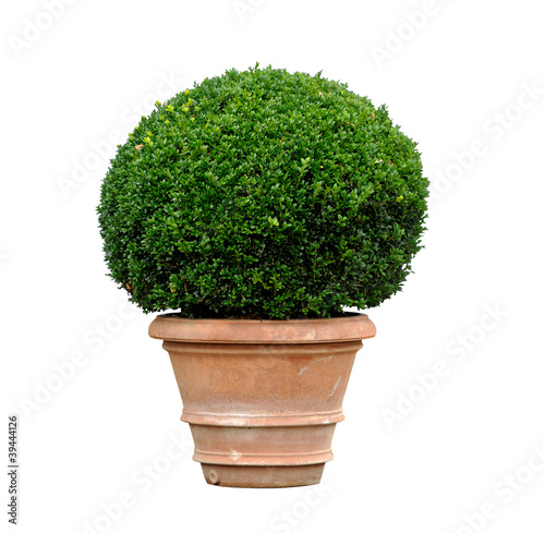 Photo: Boxwood Boxwood