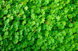 green leaves background