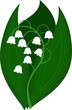 The lily of the valley