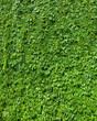 green leaves background