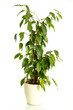 Foto: ficus benjamina ficus benjamina