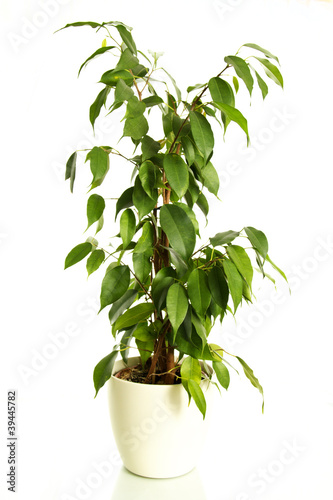 Photo: ficus benjamina ficus benjamina
