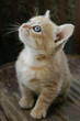 Little blue eyes