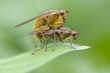Photo: Flying love Flying love