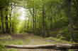 Forest track