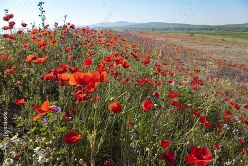 Photo: Colorful spring Colorful spring