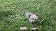 Squirrel eating in the park
