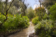 Stunning tropical Garden on Volcanic Isle of Ischia Italy